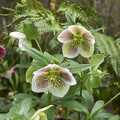 Christrosen Pflanzen Winterhart(Helleborus Thibetanus),Blumensamen,Balkonpflanzen Winterhart Balkon Blumen Bonsai Samen Helleborus BlüTen Garden-100stüCk(Weiß)