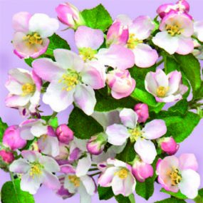 20 Servietten Apple Blossom - Apfel Blüten Motiv - in lila Pastell