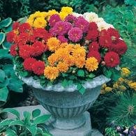 Country Value DAHLIA Dwarf Double Mixed Seeds
