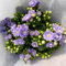 250 pcs glockenblume samen, marienglockenblume, schnittblumen samen, zimmerpflanzen samen (Campanula medium) blumen pflanzen, ostergeschenke garten-geschenke, bienenweide mehrjährig