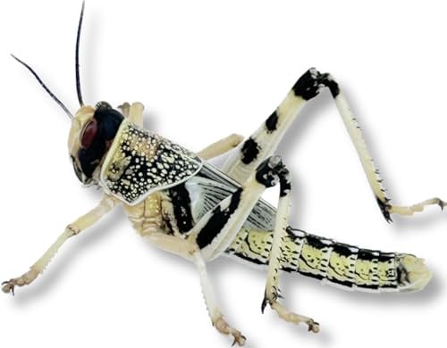 Livefood UK Live Locusts LETTERBOX PACK for Reptile Owners, Live Reptile Food (Small/Medium 15 Locusts)