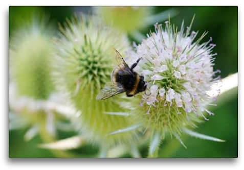 Premium Textil-Leinwand 75 x 50 cm Querformat Premium Textil-Leinwand 75 cm x 50 cm quer Wilde Karde, Dipsacus fullonum | Wandbild, HD-Bild auf Keilrahmen, Wanddekoration, Kunstdruck von Gisela Kruse