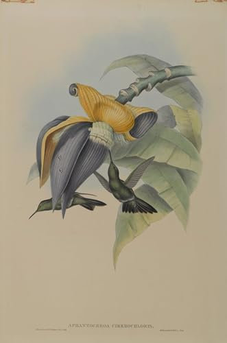 WYKUJMYTO Berühmte Gemälde Moderne Kunstdrucke Bild Druck Auf Leinwand Tiervogel Aphantochroa Cirrhochloris Düsterer kolibri von john gould Poster Kunstwerke für Wohnzimmer Dekoration 60x90cm