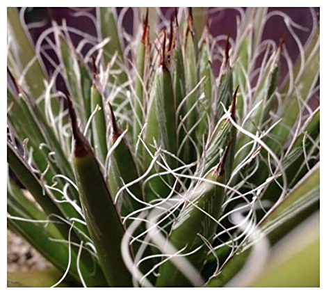 Agave filifera - Faden-Agave - 10 Samen