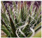 Agave filifera - Faden-Agave - 10 Samen