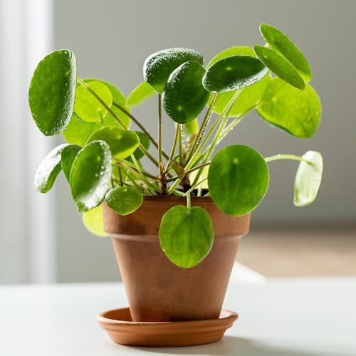 YouGarden Chinese Money Plant, Pilea peperomioides Houseplant, Rounded Leaves, Indoor Plant in 6cm Pot, for Home, Office or Living Room