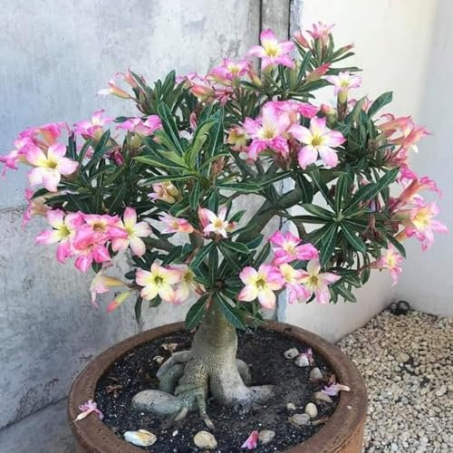 Rosa Del Desierto – Planta Viva – Flores Vibrantes – Perenne Resistente – Planta De Interior Para Principiantes-1 bulbo-K