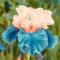 Iris Zwiebeln-Winterhart MehrjäHrig,Iris Knollen Mix,Iris Blumenzwiebeln,Iris Pflanze,Schwertlilien Winterhart Knoll,Iris Blumen,Bonsai Pflanze,Gartenblumen-4zwiebeln-e