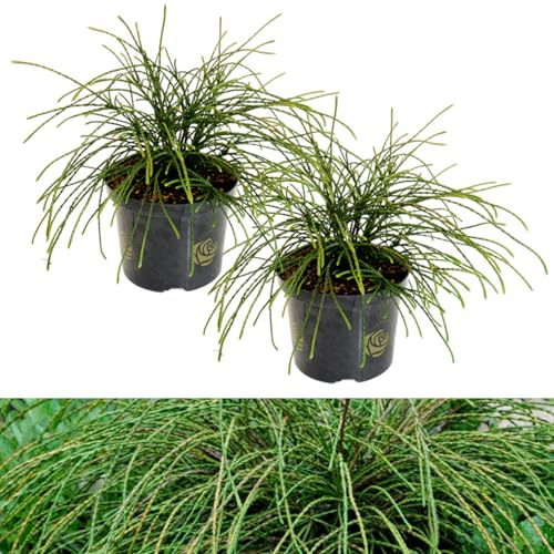 Carbeth Plants Thuja Whipcord Plant 40cm High in 2.5L Pot - Western Red Cedar Evergreen Hardy Conifer Compact Low Maintenance Shrub - Ideal for Alpine & Rockery Gardens, Patio or Containers (2)