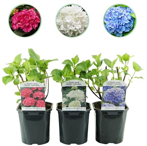Hortensie - Hydrangea macrophylla Tricolour - Blüte Blau, Rosa und Weiß - 3 Pflanzen - Laubabwerfend - Wenig Pflege - 30cm - Ø18cm - Gartenpflanze