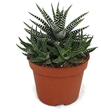 Exotenherz - Haworthia fasciata – Zebra-Haworthie – in vaso da 10,5 cm
