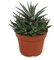 exotenherz - Haworthia fasciata - Zebra-Haworthie - plante en pot de 10,5 cm