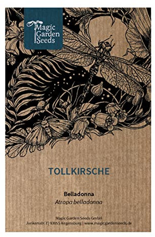 Tollkirsche (Atropa belladonna) - ca. 200 Samen Wildblume alte Heilpflanze Giftpflanze