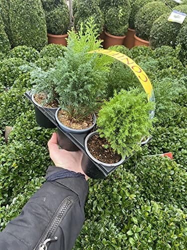 6 x Mixed Conifer Shrubs