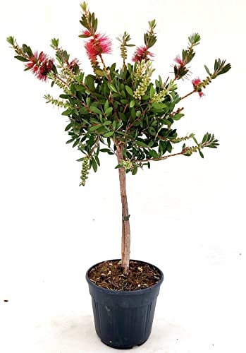 POWERS TO FLOWERS - CALLISTEMOM LAEVIS, CALLISTEMONE AD ALBERELLO, ALTEZZA 65CM, VASO 17 CM DIAMETRO, pianta vera