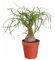 Dehner Elefantenfuß, Beaucarnea recurvata, einstämmig, 20-30 cm inkl. Pflanztopf, Ø Topf 9 cm, Zimmerpflanze