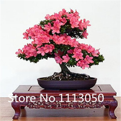 Verkauf! 200pcs 10 Arten Bonsai Rhododendron simsii Seeds 100% echte Bio-Blooming-Blumensamen Gartenpflanze