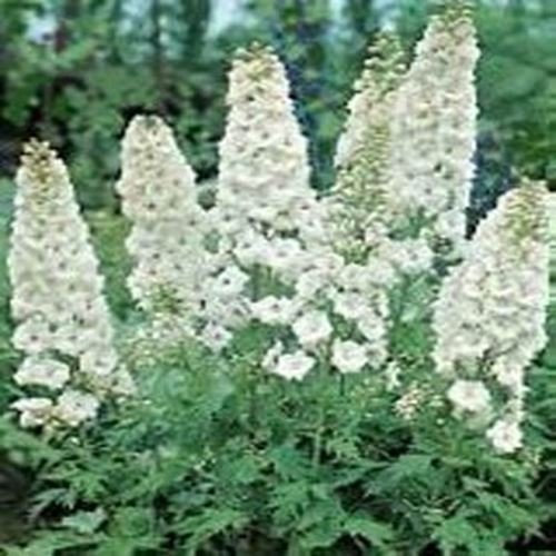 Frisch 1000 Samen - Rittersporn Weiß König Blumensamen