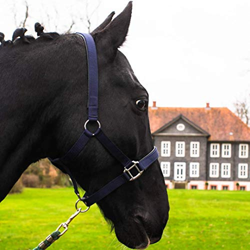Pferdelinis Halfter für Warmblut, Vollblut, Kaltblut, Pony – Stallhalfter, Weidehalfter, 2-Fach verstellbare Dornschnallen, sicher & reißfest (Blau, Vollblut (Cob))