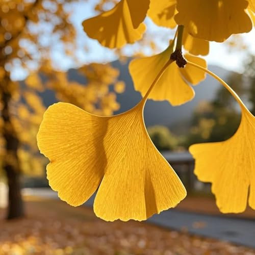 semi resistenti dell'albero del ginkgo del ginko, piante balcone, decorazione soggiorno comprare semi di albero di ginko, mini giardino, albero bonsai vero alberi di piante di alberi 15pcs