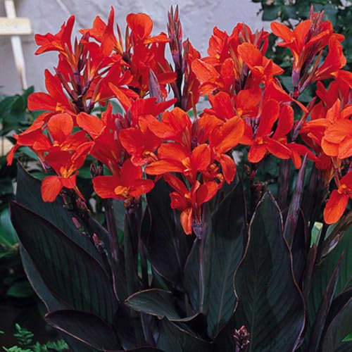 Perennial,Jumbo Canna Lily Bulbs,for Stunning Garden Displays-1 Bulb-C