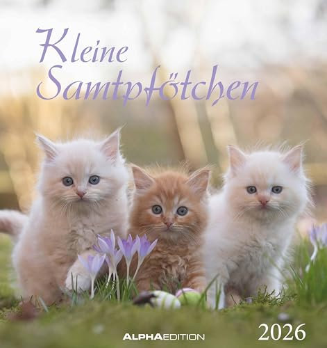Alpha Edition - Kleine Samtpfötchen Kalender 2026 – Postkartenkalender 16×17 cm mit Katzenmotiven, zum Aufstellen oder Aufhängen, niedlicher Tischkalender & Geschenkidee für Katzenliebhaber