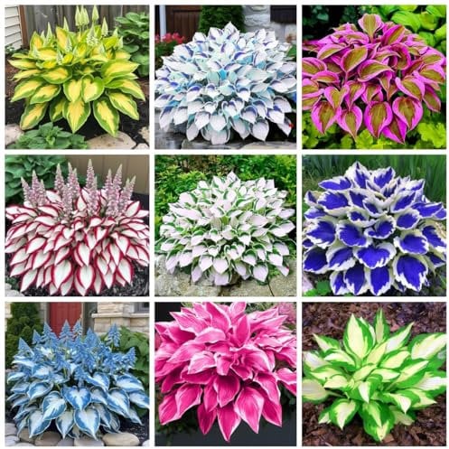 Hosta Samen Mischung, 200+ Schattentolerante Stauden, Mehrfarbige Funkien für Garten und Töpfe, Winterhart