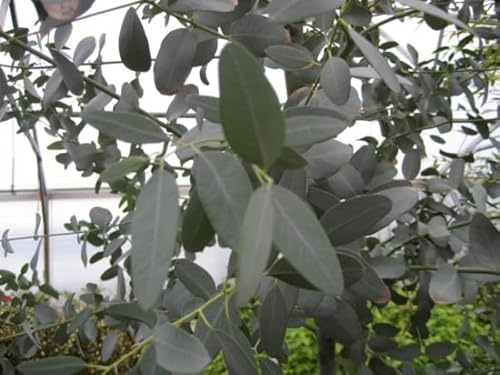 Eucalyptus gunnii - Mostgummi-Eukalyptus - Eukalyptusbaum - 80-100 cm
