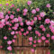 50 Stücke Rosa Multiflora Samen Garten Hof Zaun Klettern Rose Blume Pflanze Dekor Blume Obstbaum Gemüsesamen Rosa Rosa Multiflora-Samen*