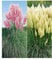 BALDUR Garten Pampasgras Sortiment, 2 Pflanzen Cortaderia selloana Set bestehend aus je 1 Pflanze, rosa und 1 Pflanze, weiß blühend Ziergräser, Stauden - Kollektion, winterharte Stauden, mehrjährig