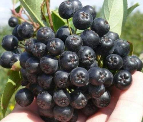 Black Chokeberry - Aronia melanocarpa nero - 35+ Samen - Essbare Früchte - Berry