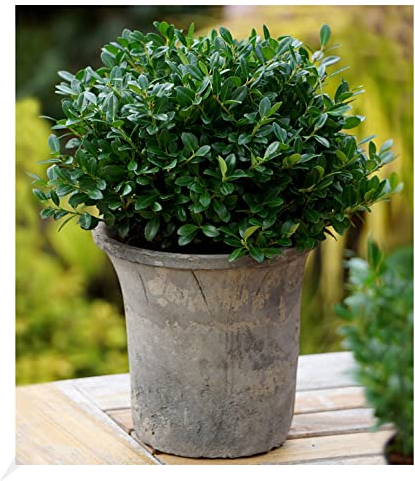 BALDUR Garten immergrün Luxus® Globe der Buchs-Ersatz, 1 Pflanze, dunkelgrüne Stechpalme, bekommt Keine giftigen Beeren, winterhart, für Standort im Schatten geeignet, Ilex crenata