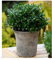 BALDUR Garten immergrün Luxus® Globe der Buchs-Ersatz, 1 Pflanze, dunkelgrüne Stechpalme, bekommt Keine giftigen Beeren, winterhart, für Standort im Schatten geeignet, Ilex crenata