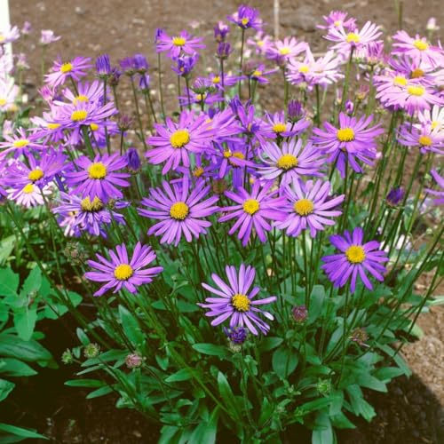 Sommeraster 'Berggarten' im Topf Aster tongolensis winterhart duftend | Aster tongolensis, buschig aufrecht, 40-60 cm, lila Blüten Mai bis Juli, duftend, sonnig, Staudenbeet, winterhart bis -20 °C