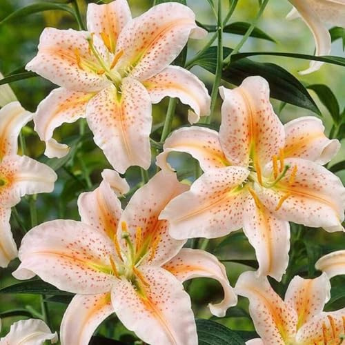 Lilien-Rhizom Mischung, Überraschend wachsend, Winterhart Mehrjährig, Geeignet für Frühling und Herbst, Kein Gießen Erforderlich, Leicht Zu ZüChten-4 Rhizom-G