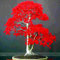 100% verdad japonesa bonsais del arce rojo de árboles Semillas baratos, Professional Pack, 20 semillas/paquete, Árbol de interior muy bonito