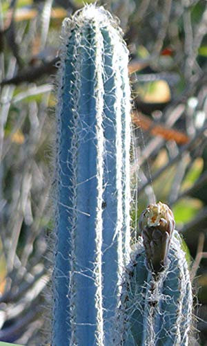 Los detalles sobre Pilosocereus royenii exótica color azul columnar raro cactus cactus de semillas 100 semillas