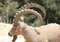 hansepuzzle 82646 - Steinbock Puzzle 130 Teile | Natur Puzzle mit hochwertiger Puzzle Aufbewahrung: Kartonbox und wiederverschließbarem Beutel | Puzzle-Maße: 28,7 x 20 cm