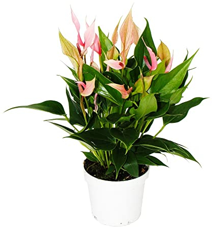 Exotenherz - Flamingoblume - Anthurium andreanum - Anthurie - 12cm Topf - kleinblütig rosa blühend - Lilli