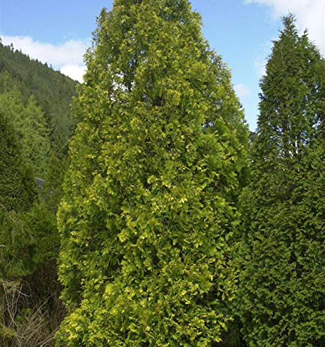 Gelber Riesenlebensbaum 40-60cm - Thuja plicata - lebende Gartenpflanze aus den Baumschulen