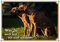 Petsigns Rhodesian Ridgeback/RR -Hundeschild - haltbar und in TOP Qualität, 3. DIN A3