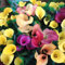 Saterkali Mix Color Calla Lilys Seeds, 100Pcs / Bag Mix Color Calla Lilys Seeds Ornamentali Easy Survive Good Harvest Semi di fiori per esterni Mescola il colore Semi di giglio di calla