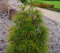 Japanische Schirmtanne Sciadopitys verticillata Containerware 30-40 cm hoch