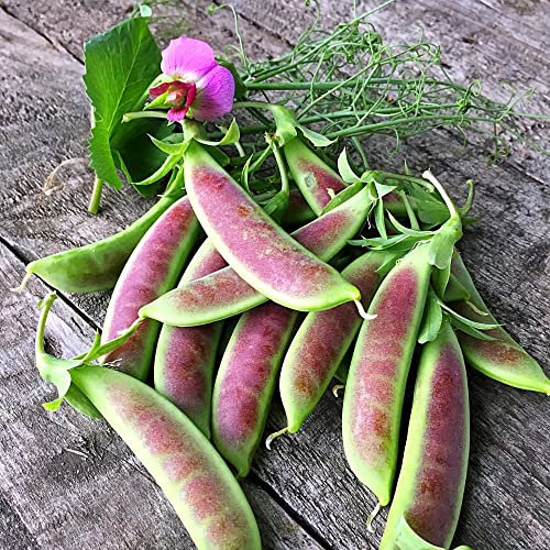 Pea 'Spring Blush' (Sugarsnap)' Hardy Annual Peat Free Plants Ready for Planting UK Grow Your Own Outdoor Garden Vegetables, 15x Garden Ready Plug Plants by Thompson & Morgan