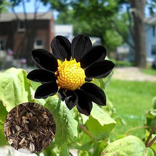 Semi di Dalia Nera, 20 Pz/borsa Semi di Dalia Nera Raro Paesaggio Vitale Piantine di Piante in Vaso Naturali Fiore Albero da Frutto Semi di Ortaggi Seme