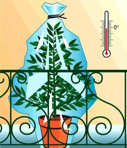 Lot de 12 (6GM et 6 PM) voiles d'hivernage, protection pour plantes contre le gel