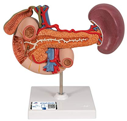 3B Scientific® Modell der hinteren Oberbauchorgane – Menschliche Oberbauchanatomie mit Gefäßen, Langlebiges PVC + Smart Anatomy App (5 Jahre Garantie)