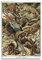 JAHER Ernst Haeckel Gemälde Kunstwerke (Eidechsen) Druckposter Geschenke Leinwand Malerei Wandkunst Dekorative Wandbilder Bild Drucke Moderne Dekoration 20 x 30 cm