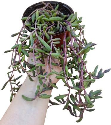 pianta vera Othonna capensis ruby necklace collana di rubini pendente Senecio herreianus purple flush