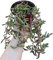 pianta vera Othonna capensis ruby necklace collana di rubini pendente Senecio herreianus purple flush